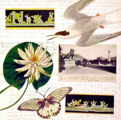 Spotted Cat on Script